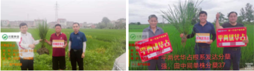 平兩優(yōu)華占我們在行動，你還在等什么？