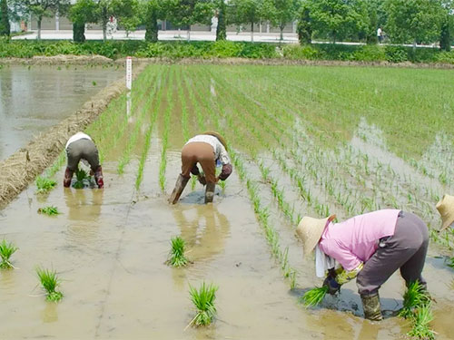 湖南興隆種業(yè)有限公司,長(zhǎng)沙稻谷種植與銷售,長(zhǎng)沙農(nóng)作物品種的選育,長(zhǎng)沙農(nóng)業(yè)病蟲害防治服務(wù)
