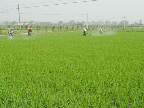 湖南興隆種業(yè)有限公司,長(zhǎng)沙稻谷種植與銷售,長(zhǎng)沙農(nóng)作物品種的選育,長(zhǎng)沙農(nóng)業(yè)病蟲害防治服務(wù)