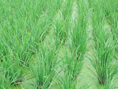 湖南興隆種業(yè)有限公司,長沙稻谷種植與銷售,長沙農(nóng)作物品種的選育,長沙農(nóng)業(yè)病蟲害防治服務(wù)