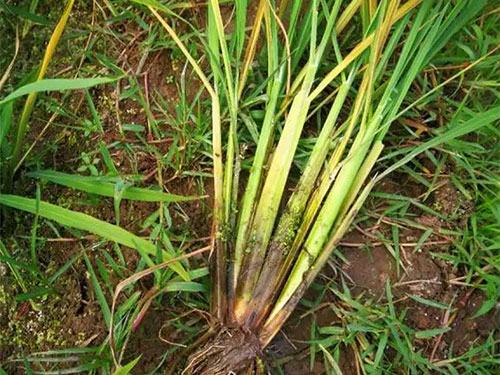 湖南興隆種業(yè)有限公司,長沙稻谷種植與銷售,長沙農(nóng)作物品種的選育,長沙農(nóng)業(yè)病蟲害防治服務(wù)