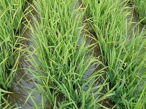 湖南興隆種業(yè)有限公司,長沙稻谷種植與銷售,長沙農(nóng)作物品種的選育,長沙農(nóng)業(yè)病蟲害防治服務(wù)