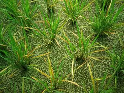 湖南興隆種業(yè)有限公司,長沙稻谷種植與銷售,長沙農(nóng)作物品種的選育,長沙農(nóng)業(yè)病蟲害防治服務(wù)