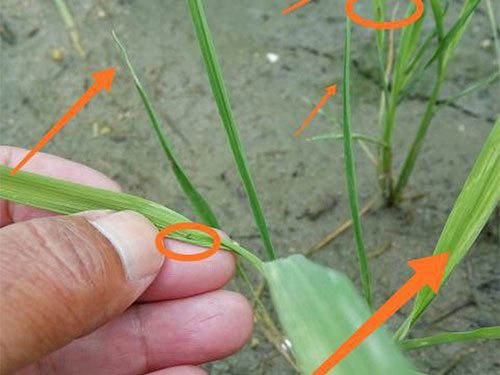 湖南興隆種業(yè)有限公司,長沙稻谷種植與銷售,長沙農作物品種的選育,長沙農業(yè)病蟲害防治服務