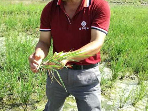 湖南興隆種業(yè)有限公司,長沙稻谷種植與銷售,長沙農作物品種的選育,長沙農業(yè)病蟲害防治服務