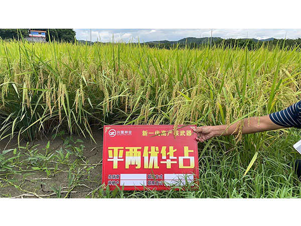 湖南興隆種業(yè)有限公司,長沙稻谷種植與銷售,長沙農作物品種的選育,長沙農業(yè)病蟲害防治服務