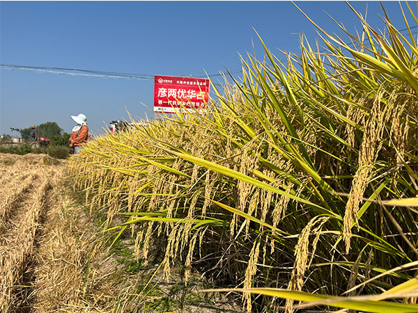 湖南興隆種業(yè)有限公司,長沙稻谷種植與銷售,長沙農(nóng)作物品種的選育,長沙農(nóng)業(yè)病蟲害防治服務