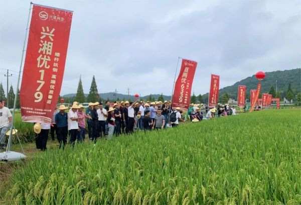 湖南興隆種業(yè)有限公司,長(zhǎng)沙稻谷種植與銷售,長(zhǎng)沙農(nóng)作物品種的選育,長(zhǎng)沙農(nóng)業(yè)病蟲害防治服務(wù)